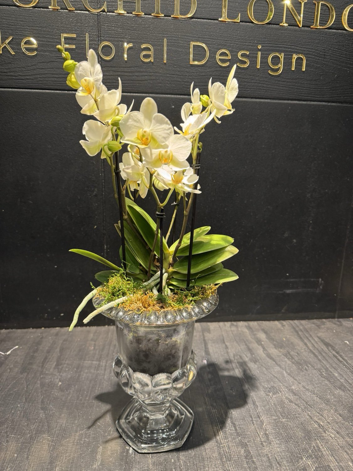 Everlasting Flowers