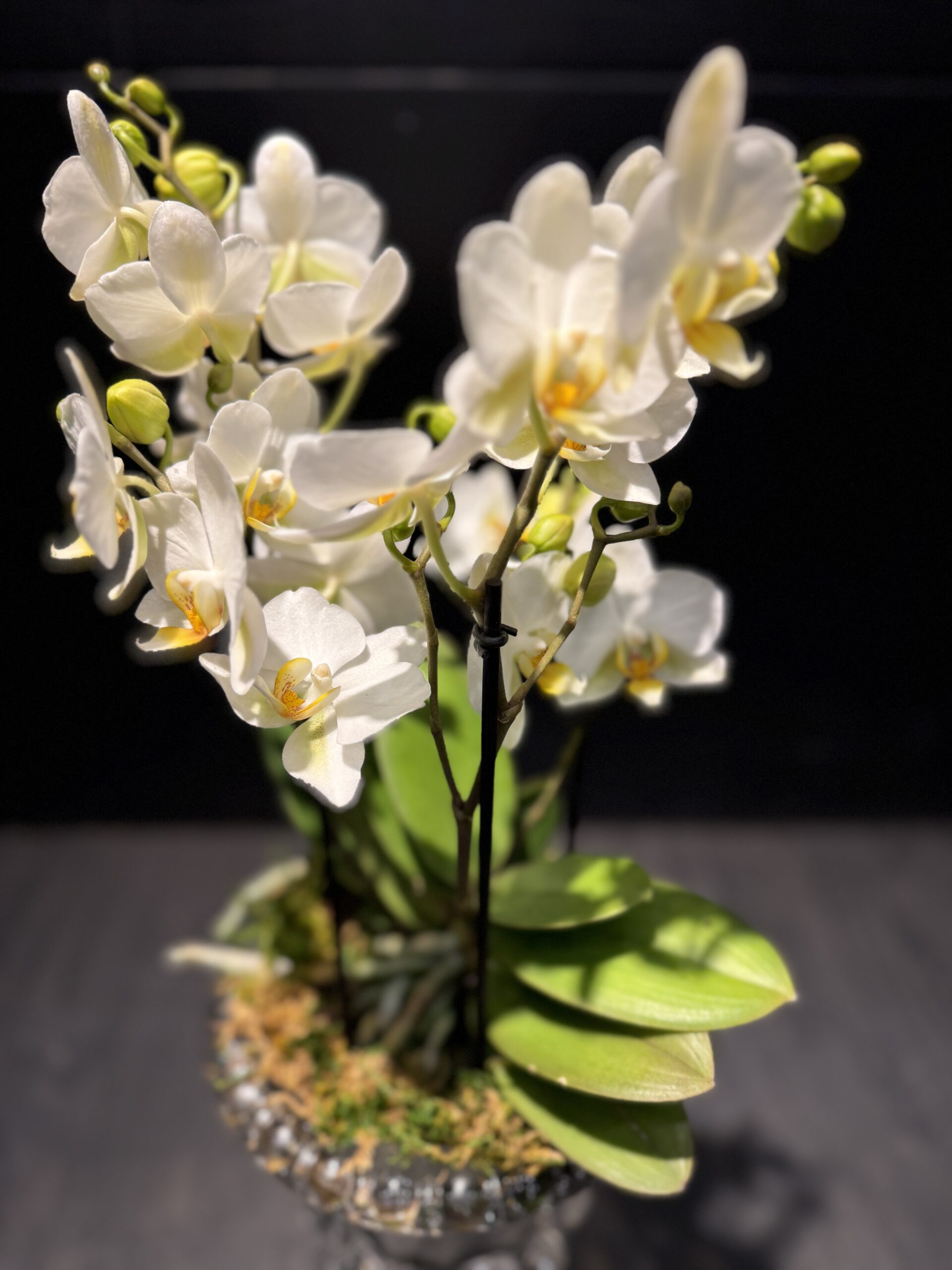 Crystal orchid arrangement - Image 2