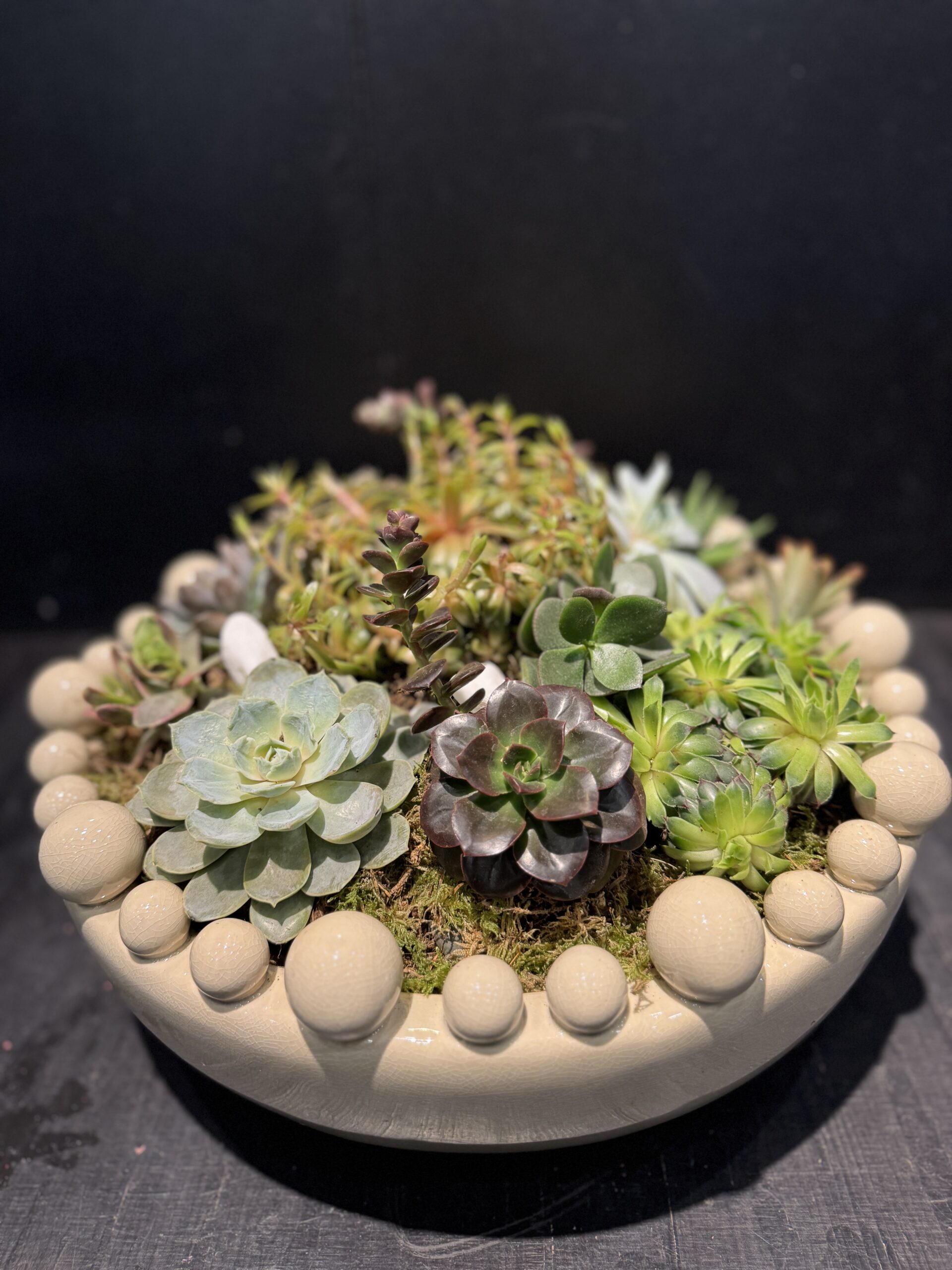 Succulent garden