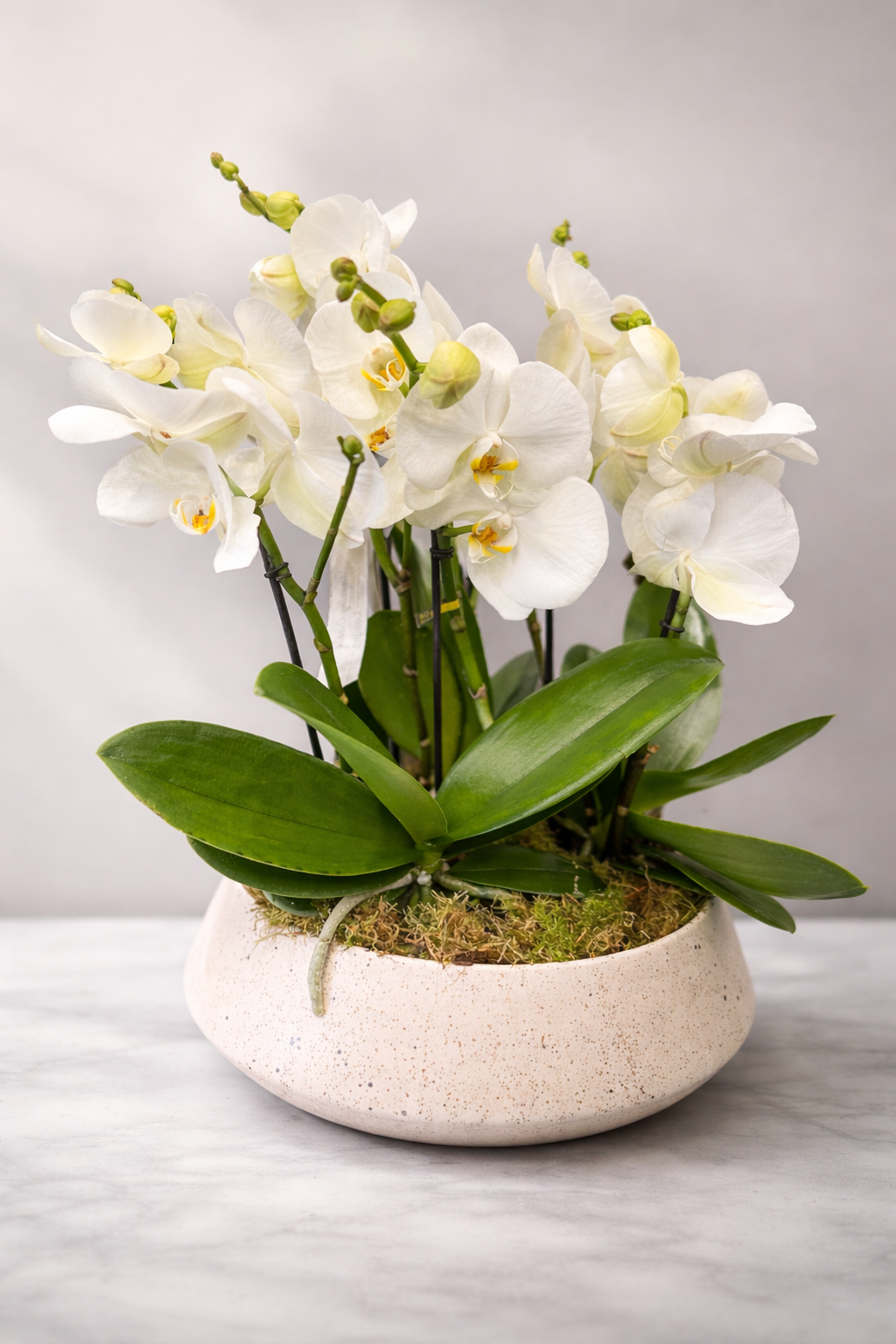 Orchid Garden