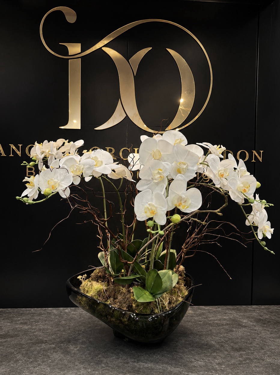 White Orchid Symphony